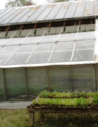 Home Greenhouse